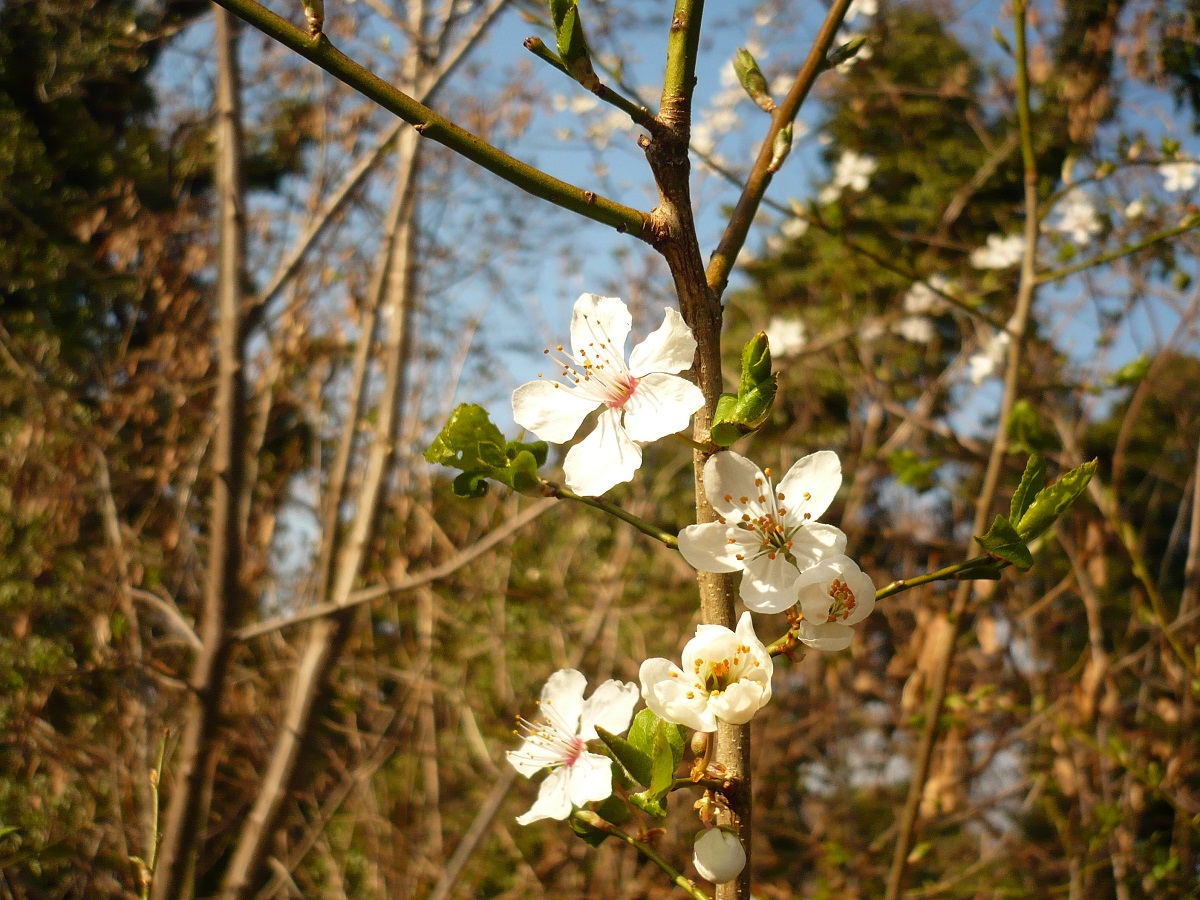 Prunus domestica var. insititia (Rosaceae)